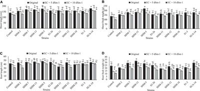 Salt-Tolerant PGPR Confer Salt Tolerance to Maize Through Enhanced Soil Biological Health, Enzymatic Activities, Nutrient Uptake and Antioxidant Defense